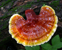 Ganoderma tsugae 